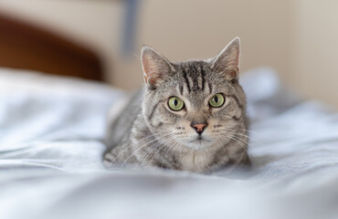 見つめる猫　サバトラ猫