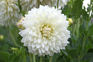 White Dahlia 'Milly' in flower
