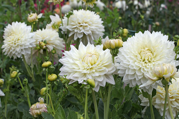 White Dahlia 'Milly' in flower © Alexandra