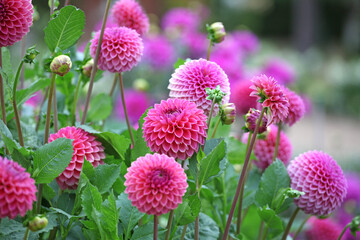 Dahlia 'Polventon Kristobel' in flower.