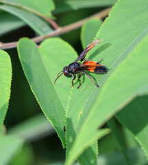 hornet on green leaf