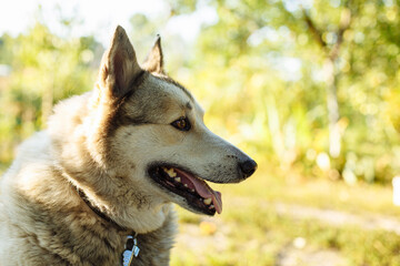portrait of a big dog on a background of grass and trees