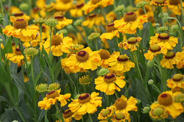 Obraz premium Yellow Helenium 'El Dorado' in flower.