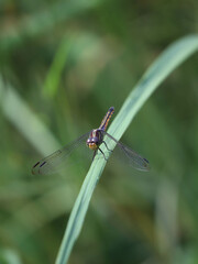 dragonfly resting on a leaf