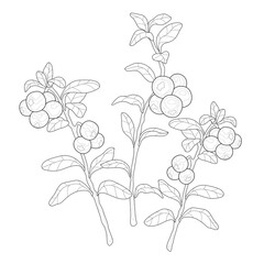 Branches of cranberries with leaves on a white isolated background. Fruit, forest, season food. For coloring book pages.