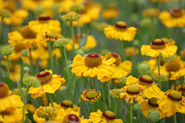 Yellow Helenium 'El Dorado'  in flower.