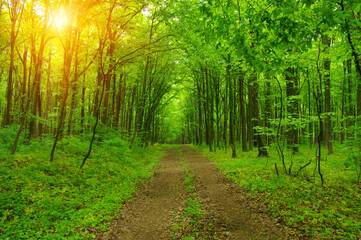 Green forest in spring