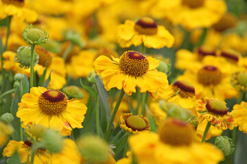 Yellow Helenium 'El Dorado'  in flower.