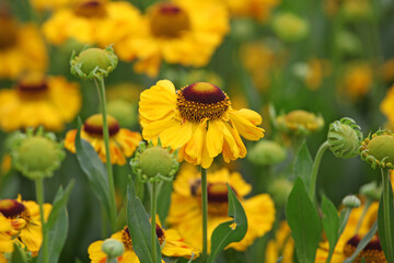 Yellow Helenium 'El Dorado'  in flower.