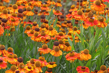 Obraz premium Helenium 'Sahin's Early Flowerer' in flower.