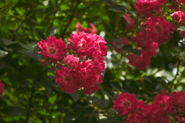 Pink rose on a dark green background. High quality photo