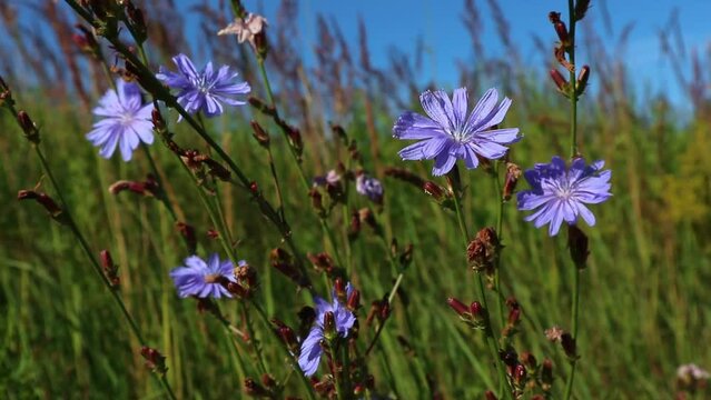 Blue flowers of the Chicory (Cichorium intybus) herb swaying on the light summer wind