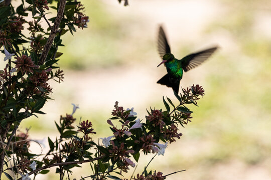 colibri