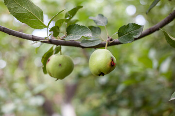 A green worm-eaten apple weighs on a tree branch in the garden. An apple affected by the disease, on a branch of an apple tree in the garden. A sick spoiled apple in close-up.