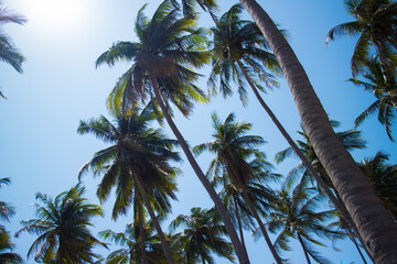 Fototapeta na wymiar nice palm over blue sky