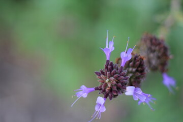 公園に咲く美しい花