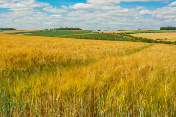Fototapeta na wymiar Barley and wheat crops in the Yorkshire Wolds, UK at harvest time with fields of golden, ripe crops in summer. Some fields already harvested and baled. Horizontal. Copy space.