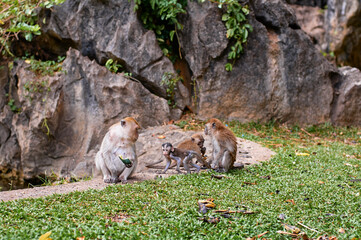 Macaque family sitting against rock.