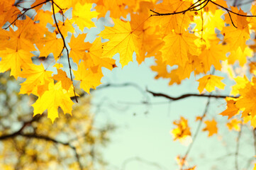 Autumn leaves on the sky