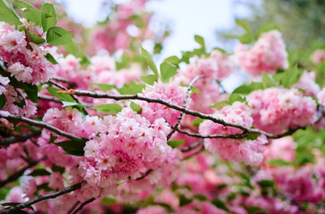 Spring blooming and blossoming flower branch.