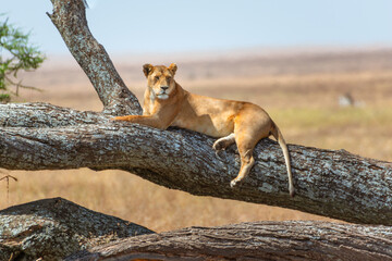 Close up of Lioness resting in a tree. Serengeti National Park Tanzania - obrazy, fototapety, plakaty