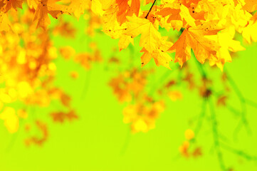 Autumn leaves on the green