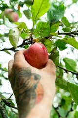 Hand picking apple fruits from tree in orchard