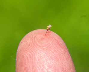 Bee stings a man. 
To protect bee uses the poison that admits into body of aggressor with a thin...