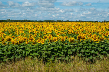 Blooming sunflower plantation.
Sunflower flowers are a good honey plant. Bees collect a lot of nectar and pollen from them.
