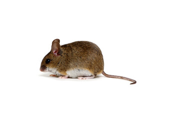 Wood mouse isolated on white