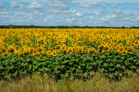 Blooming sunflower plantation.
Sunflower flowers are a good honey plant. Bees collect a lot of nectar and pollen from them.
