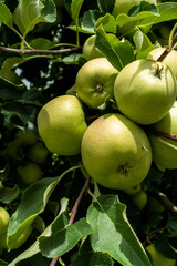 Apple fruits on tree in orchard