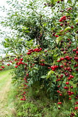 Cherry juicy fruits on tree in orchard