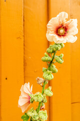 Summer flower on yellow wooden facade background
