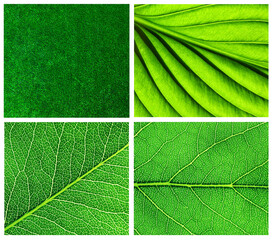 Green texture background