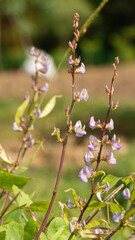 Canavalia ensiformis, a plant with an elongated shape with a variety of nutrients for food. These vines are easy to cultivate, resistant to pests and do not require a lot of water
