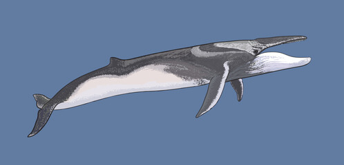 Drawing fin whale, cetacean, art.illustration, vector