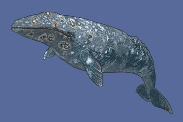 Drawing grey whale, cetacean, art.illustration, vector