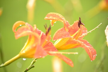 оранжевый рассвет