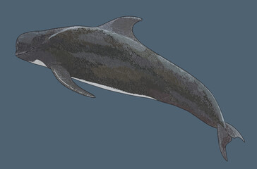 Drawing pilot whale, medium sized whale, art.illustration, vector