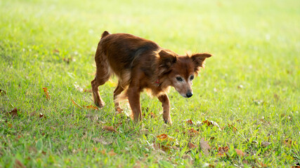 adorable chien gazon   nature joli 