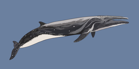Drawing sei whale, cetacean, art.illustration, vector