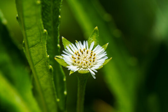 小さくて可愛い花のアメリカタカサブロウ
