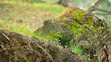 Natural vert nature rocher Forest 