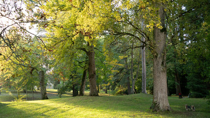 arbre Forest feuillage nature bois 