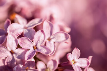 Light blurry photo of lilac. A blooming bush of purple flowers.