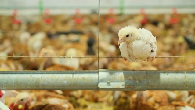 one poultry chicken swing on feed line in big poultry farm looking forward 