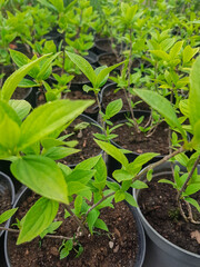 Young seedlings in pots in a greenhouse. Sale of flowers. Plants in flower pots in a store. Top view