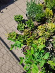 Shrub seedlings in a gardening shop
Sale of seedlings, coniferous bushes, trees, flowers in pots. Planting season in the garden