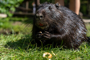 Feeding nutria in nature